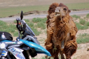 camello frontal moto